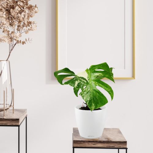 kwiat monstera
