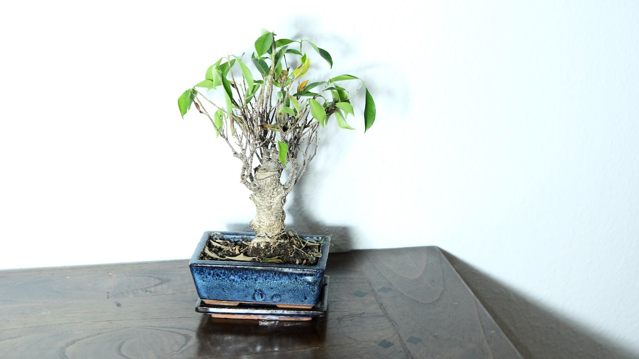 drzewko bonsai w pokoju