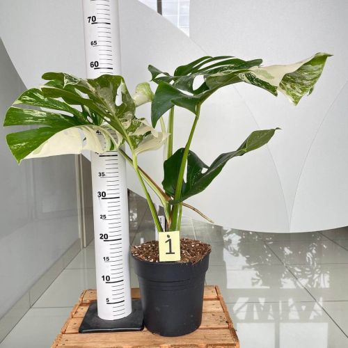 monstera dziurawa